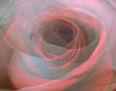 Metamorfosis de la Rosa