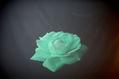 Metamorfosis de la Rosa