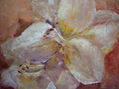 Flores blancas