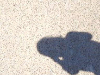 perchè il branco?