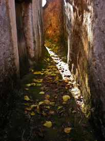 Sendero de hojas