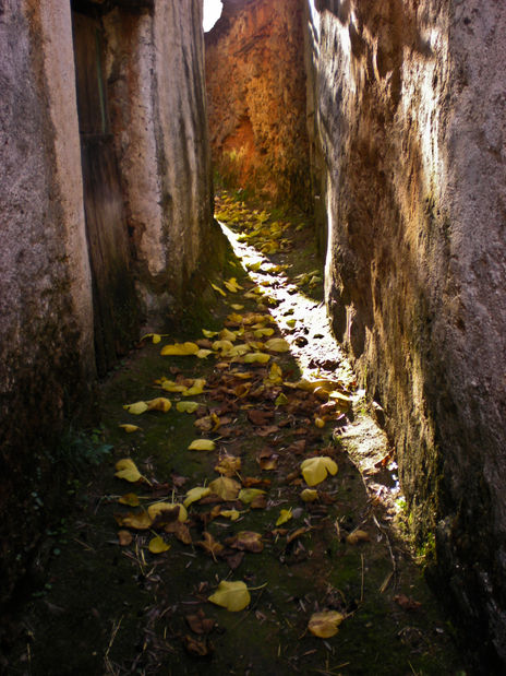 Sendero de hojas