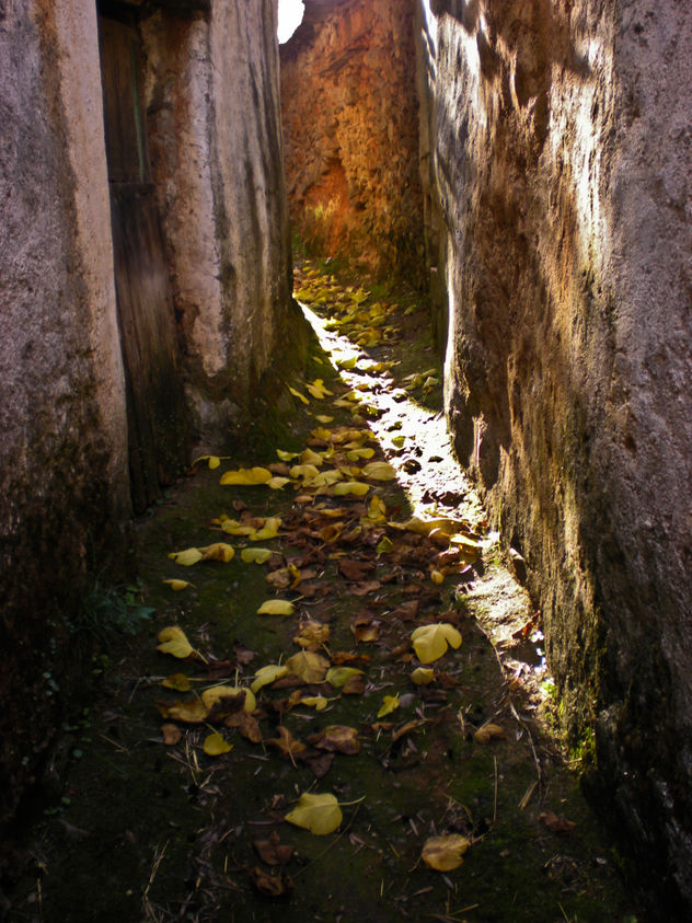 sendero de hojas