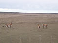 Camino a Tierra del Fuego