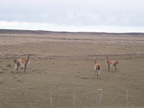 Camino a Tierra del...