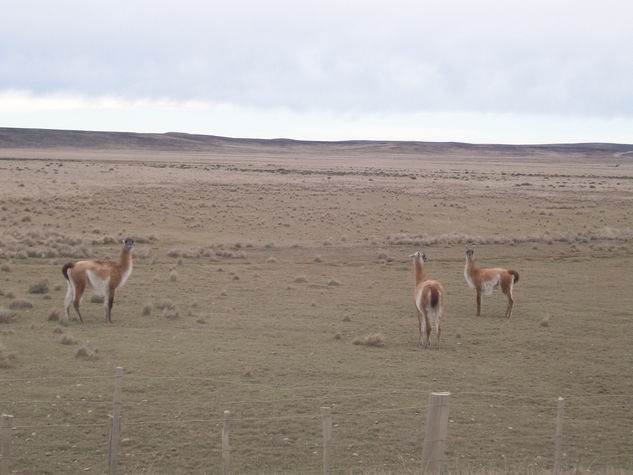 Camino a Tierra del Fuego 