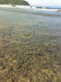 transparencia dorada