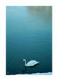 "Champs sur Marne, Paris, Cisne" / Swan