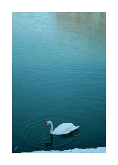 "Champs sur Marne, Paris, Cisne" / Swan Arquitectura e interiorismo Blanco y Negro (Digital)