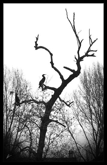 Champs sur Marne, Paris • Pássaros - Birds Naturaleza Blanco y Negro (Digital)