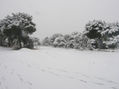 Nieve en las rozas