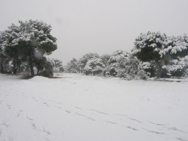 NIEVE EN LAS ROZAS Nature Black and White (Digital)