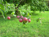 Manzanas en el Pumar