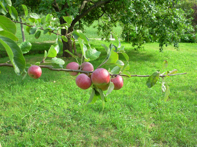 Manzanas en el Pumar Nature Color (Digital)