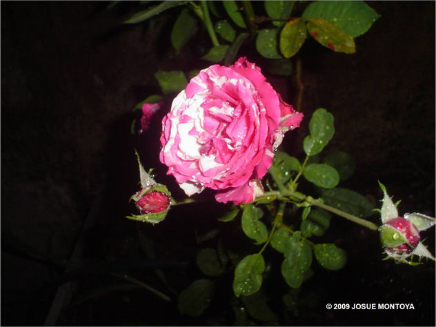 ROSA PARDA 01