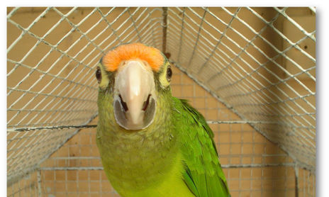 CAPRICHOS