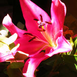 naturaleza thumbnail 1
