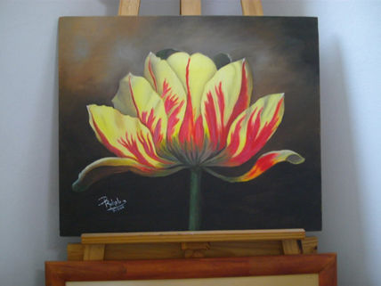 Tulipan
