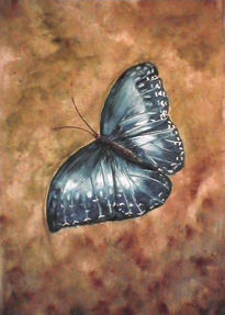 Morpho azul