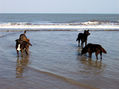 Perros en la playa