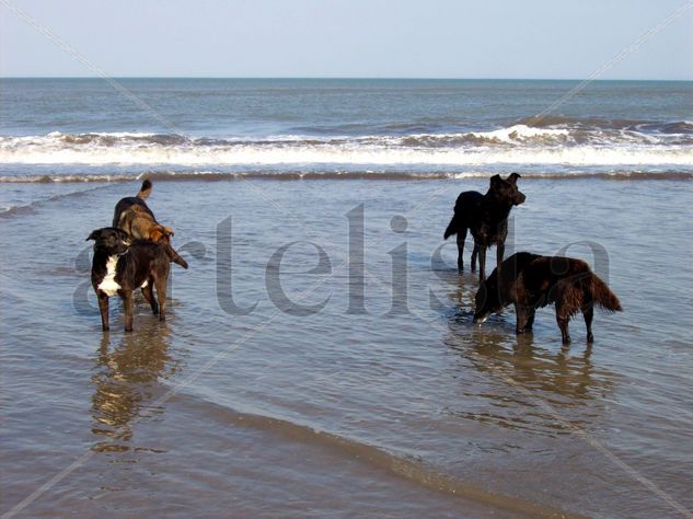 Perros en la playa Nature Color (Digital)