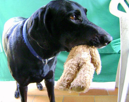 Homer e l'orsetto...
