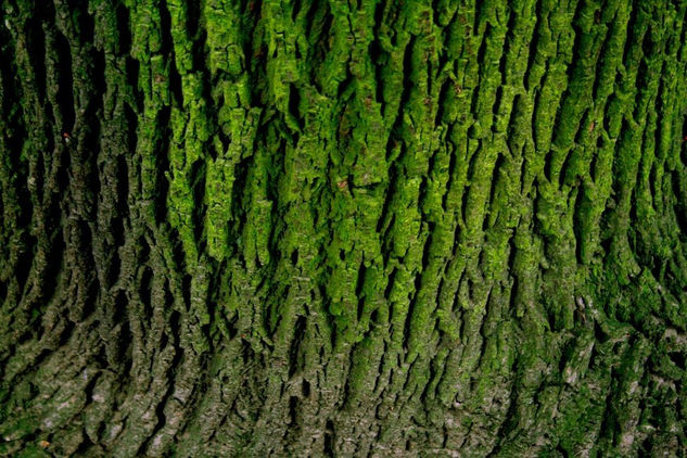 Caminos Naturales Nature Color (Digital)