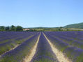 campo de Lavanda