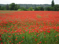 Campo de amapolas