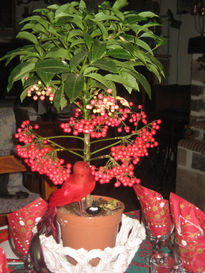 Ardisia