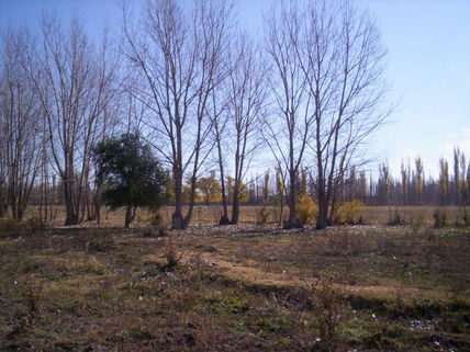 Otoño (2)
