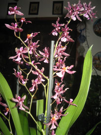 Orchidea