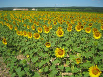 Campo de Girasoles