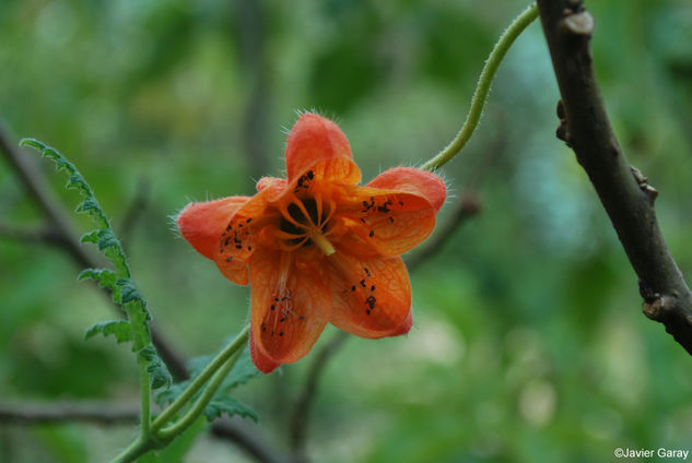 Flor de ortiga 