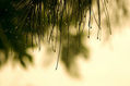 despues de la lluvia 2