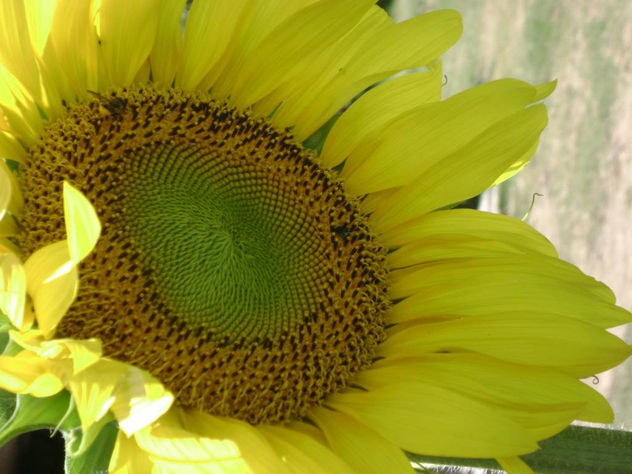 "GIRASOL"