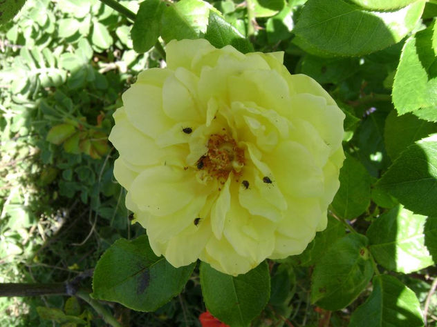"ROSA AMARILLA"