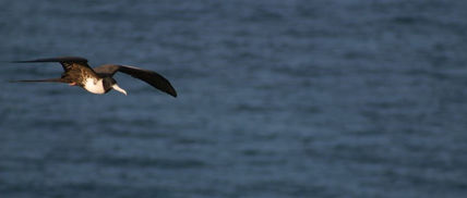 Vuelo libre