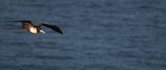 Vuelo libre 