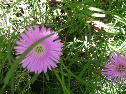 "flor"