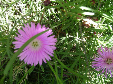 "flor"