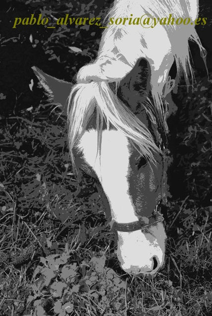 Cabeza de caballo
