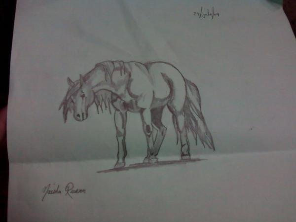 horse 