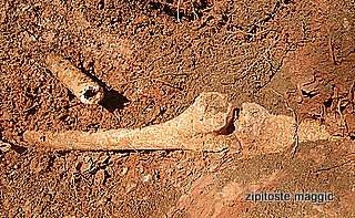 hallazgo de restos humanos en la zona rural de malaga