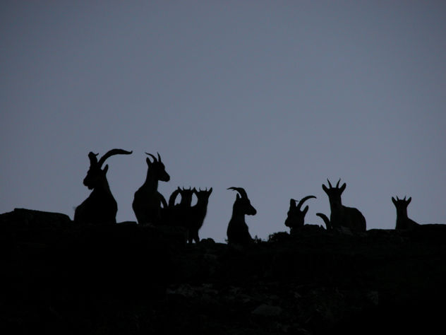 siluetas