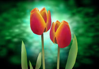 Tulipanes