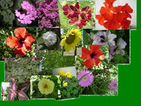 "collage de flores...