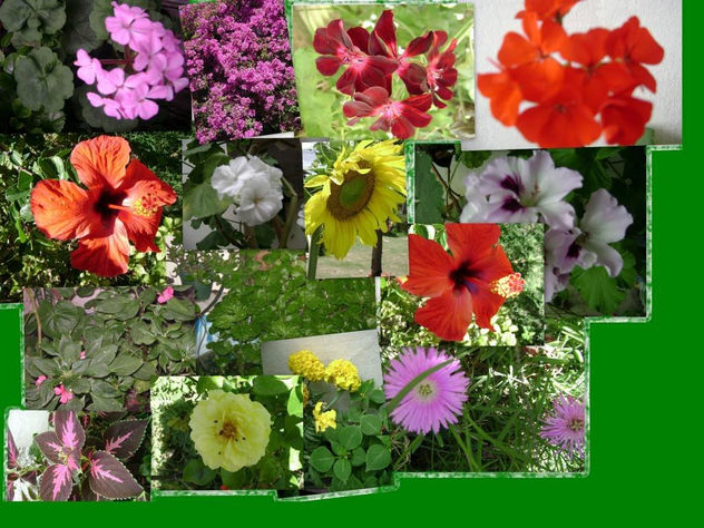 "COLLAGE DE FLORES MUY LINDAS"