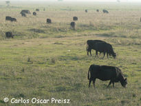 Vacas negras