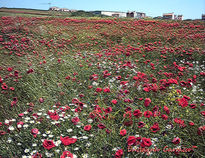 Campo de Amapolas